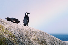 whales and penguins