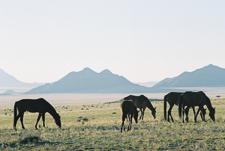 Namibia - wild horses
