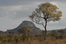 Kruger 2