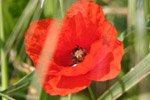 spring flowers in in southern France