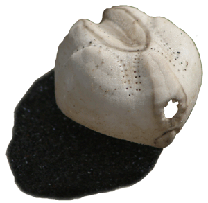 sea urchin casing