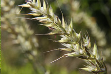 Aug - autumn verge