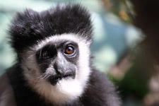 Aug - black and white colobus
