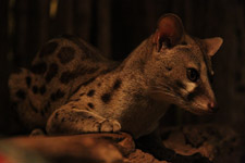 Oct - Tana River - genets