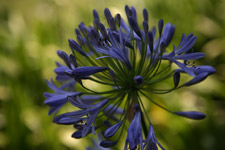 Nov - agapanthas