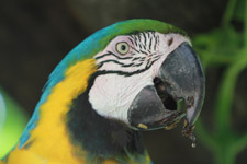 Dec - macaws, parrots and parakeets