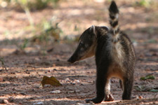 Dec - coati