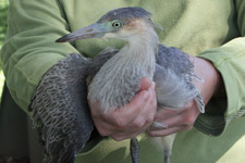 Dec - herons