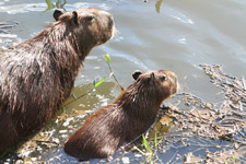 Dec - Pantanal