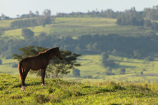 Jan - Fazenda Santa F&eacute;