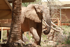 Feb - Elephant Bedroom Camp