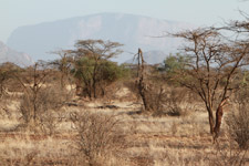 Feb - Samburu