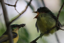 Apr - sunbird