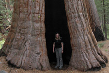 Oct - giants of Mariposa Grove