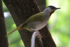 Dec - warbler