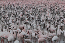 Mar - flamingoes