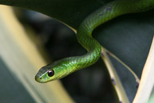 May - snake