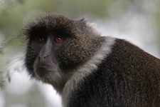 May - Sykes monkey at home