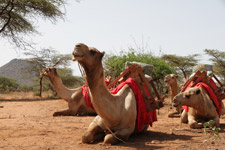 Jun - camel safari