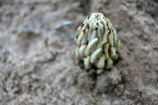 Oct - riverbed