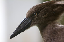 Nov - hammerkop chick
