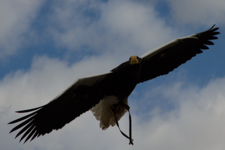 Mar - falconry at Warwick Castle