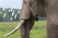 May - Amboseli 2