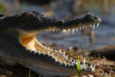 May - Lake Baringo