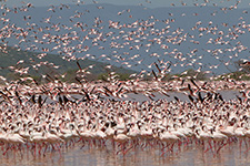 May - Lake Bogoria