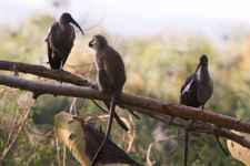 May - Lake Naivasha
