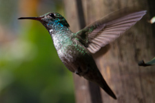 Aug - hummingbirds