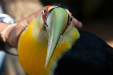 Aug - Parque des Aves
