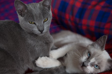 Sep - kittens