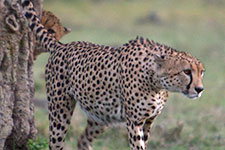 Sep - Masaai Mara 2