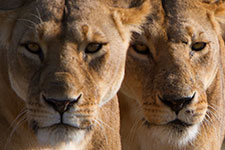 Sep - Masaai Mara 3