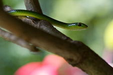 Apr - snake