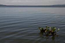 May - Naivasha