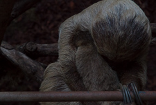Aug - Zoo Lates