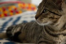 Nov - Thanksgiving kitten