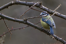 Apr - Hatfield Forest