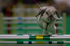 May - London Pet Show