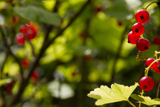 Jul - harvesting abundance
