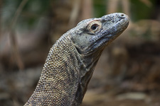 Feb - London Zoo