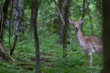 May - Epping Forest