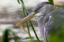 Jul - Camley Street Nature Park