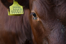 Aug - Red Green Moo