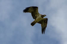 Mar - pspreys