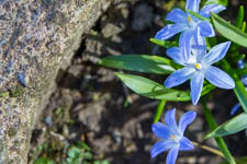 Mar - spring