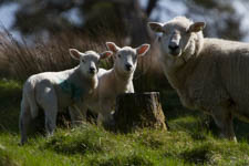 May - lambs