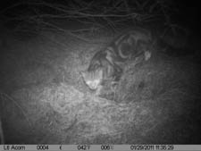 Jun - cameratraps